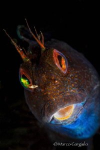 African Blenny, Nikon D800, 105 micro vr, Subsee+10 by Marco Gargiulo 